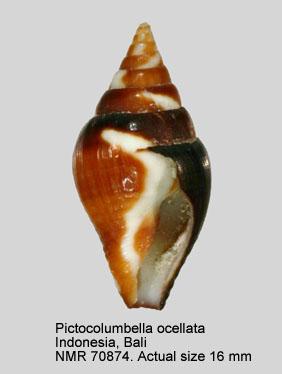 Pictocolumbella ocellata.jpg - Pictocolumbella ocellata(Link,1807)